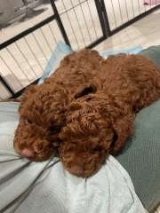 Red Toy Poodle pure breed - male 