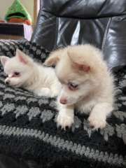 Pomeranian  pure bred pups looking for their forever home