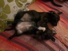French bull dog x Jack Russell x Mini Daschund 