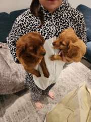 Female cavoodle 