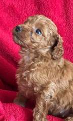 Gorgeous Lagoodle Puppies (Poodle Logotto Blend)