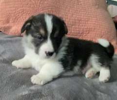 Pembroke Welsh Corgi Pup Male Tri