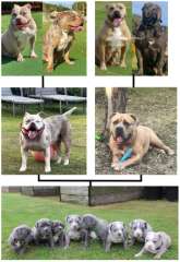 XL American Bully X Standard American Bully puppies