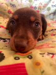 Two female miniature dachshund puppies