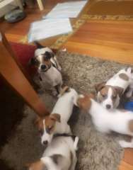 PURE-BRED JACK RUSSELLS 