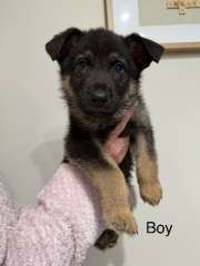 German shepherd puppies ONLY 1 LEFT