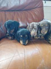 Miniture Dachshund puppies 