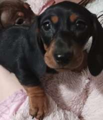 Dachshund  mini  female ready to go