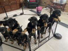 8 Rootweilers puppies for sale