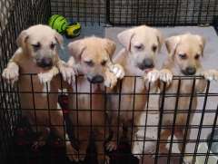 Irish Wolfhound pups M &amp; F