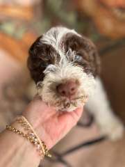 Lagotto pups ready for new families 