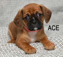 Pugalier Puppies