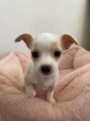 chihuahua - smooth coat - deer head