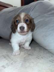 Dilute Miniature Dachshunds 