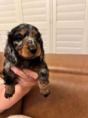 Mini dachshunds puppies silver dapples LH SH black tan LH SH