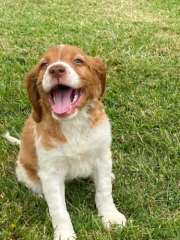 Brittany Puppies. Purebred with pedigree papers