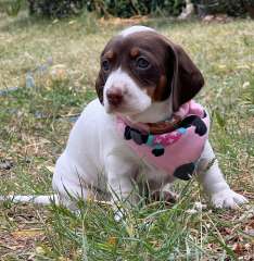 4 Pied and Chocolate and Tan Puppies for sale