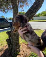 Mini dash hound puppies 