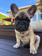 Adorable French Bulldog Puppies