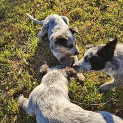 Cattle Pups 