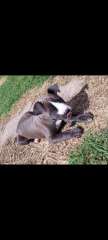 4 male and 2 female American Staffordshire Terrier puppies