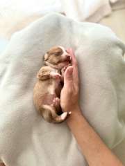 Cream mini dachshund puppies! 