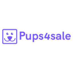 PUREBRED CHOCOLATE LABRADOR PUPPIES