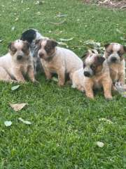 Red female heeler pups 