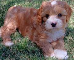 CAVOODLE PUPPIES 🐶 