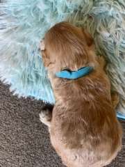 Cavoodle 