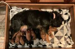 Pure bred King Charles Cavalier Spaniel puppies for sale.