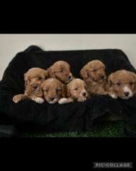 CAVOODLE PUPPIES