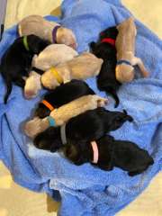 Groodle Puppies  for sale 