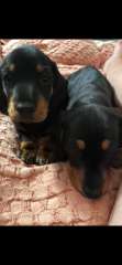 Miniature Dachshund Puppies 