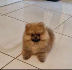 Purebred Pomeranian Males
