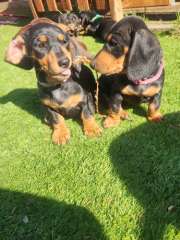 Purebreed Miniature Dachshunds puppies 