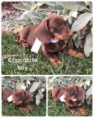 💕🐶Long Weekend? New Dachshund Puppy?🐶💕