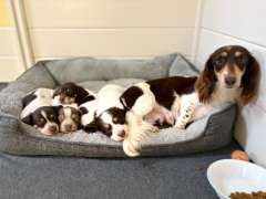 Long &amp; Short Haired Piebald Miniature Dachshunds