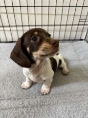 PRICE REDUCED Piebald Miniature Dachshunds