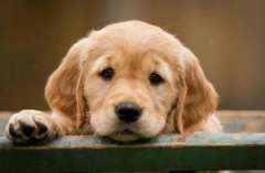 Labrador Puppies