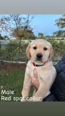 Labrador X Golden Retriever Puppies