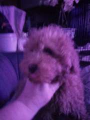 Toy Poodle 