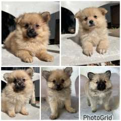 ONLY 3 males left !!! Cute Purebred Pomeranian Puppies