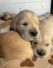 Golden Retriever puppies purebred 
