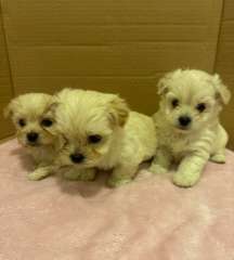 Adorable Maltese Shitzu puppy