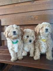 Toy Moodle x Toy Cavoodle Pups ready for new home
